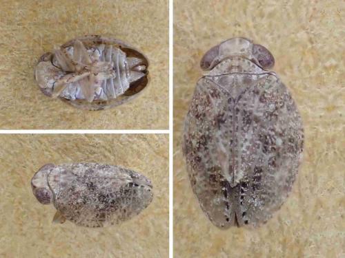 Thabena sp.